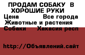 ПРОДАМ СОБАКУ  В ХОРОШИЕ РУКИ  › Цена ­ 4 000 - Все города Животные и растения » Собаки   . Хакасия респ.